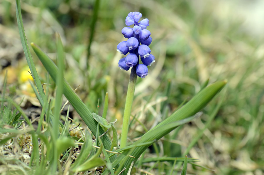 Muscari botryoides, albino